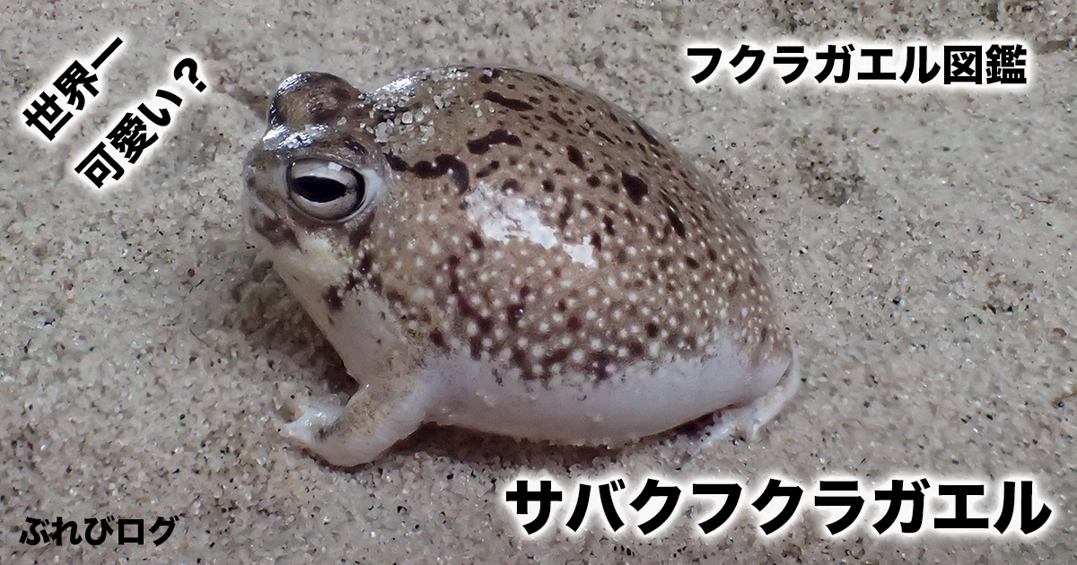 サバクフクラガエル【フクラガエル図鑑】 | ぶれびログ