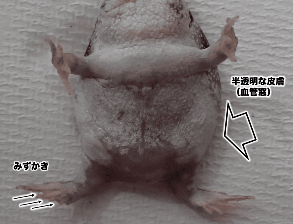 ナマクワフクラガエル（ナマカフクラガエル）【フクラガエル図鑑】 | ぶれびログ