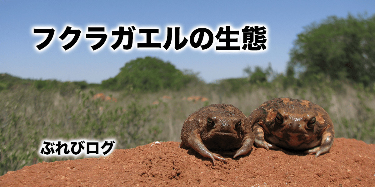 フクラガエルの生物学【生態・分類・特徴を解説します】 | ぶれびログ